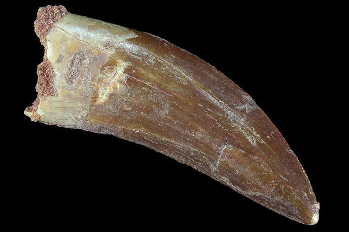 Serrated, Carcharodontosaurus Tooth #85816
